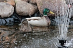Kaczki w oczku wodnym w Schronisku św. Brata Alberta dla Bezdomnych Mężczyzn we Wrocławiu-Tarnogaju